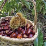 Programa da Castanha com Magusto