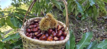 Programa da Castanha com Magusto